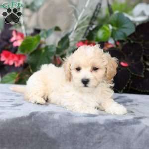 Cruize, Bich-Poo Puppy